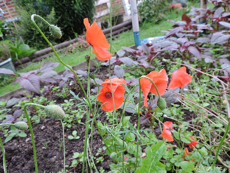 coquelicot_DSCN0831.jpg