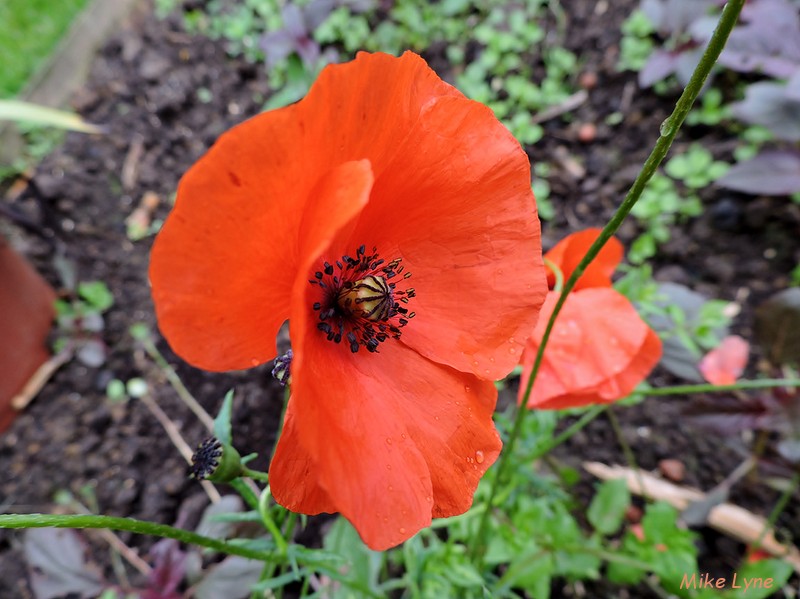 coquelicot_DSCN0835.jpg