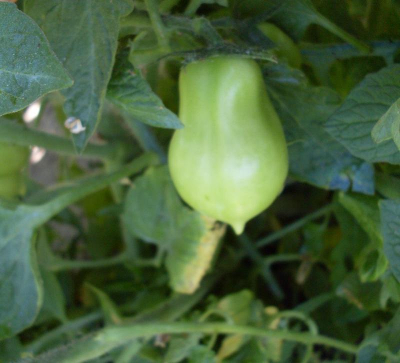 Juillet Lemon Tree fruitrdt.jpg