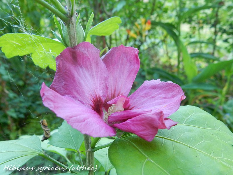 Hibiscus syriacus .jpg