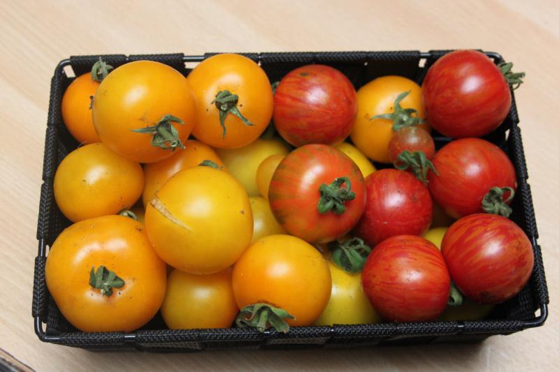 recolte de tomates 21 07 15.JPG