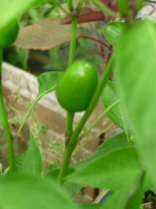 aji cereza fruit .JPG