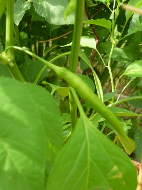 aji chinchi fruit .JPG