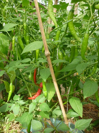 aji colorado 3.JPG