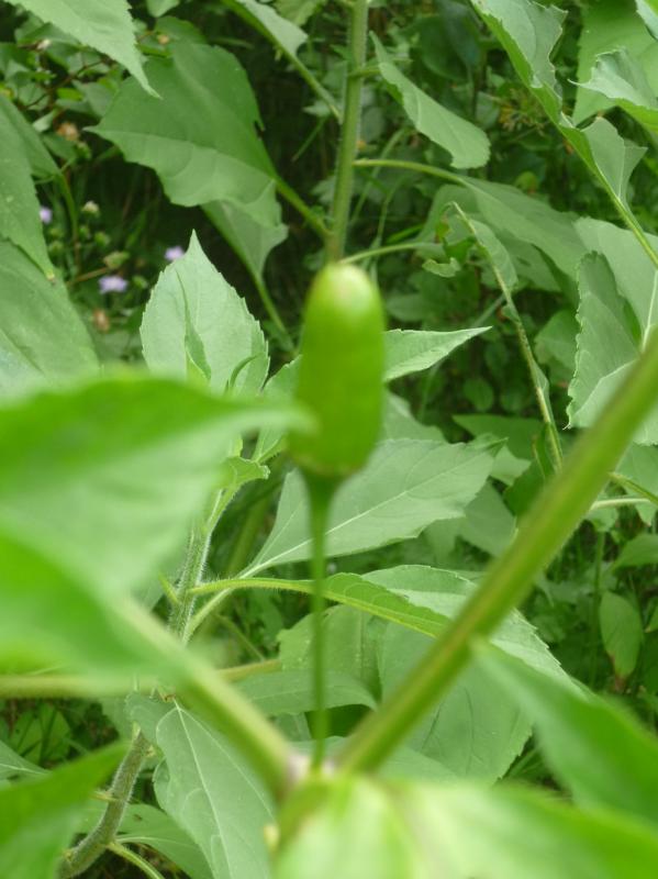 aji puta madre fruit.JPG