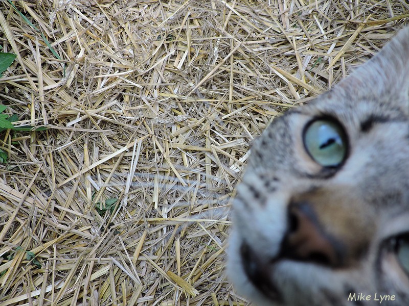 la serre_paillage_chat_DSCN1004.jpg