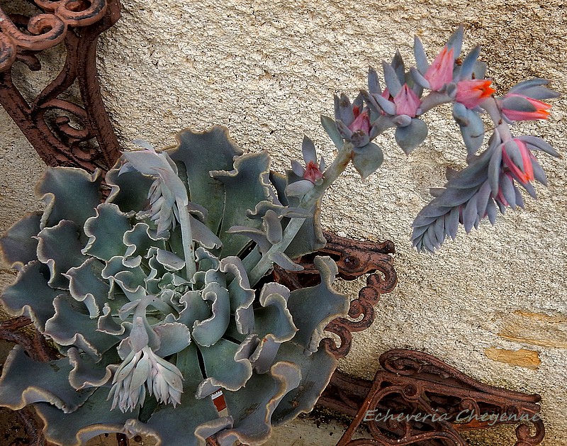 Echeveria Cheyenne.jpg