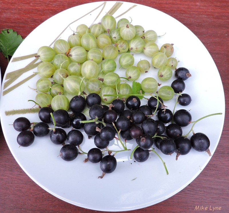 Groseilles a maquereaux_Ribes uva-crispa_Casseilles_Ribes X nidigrolaria_DSCN1032.jpg