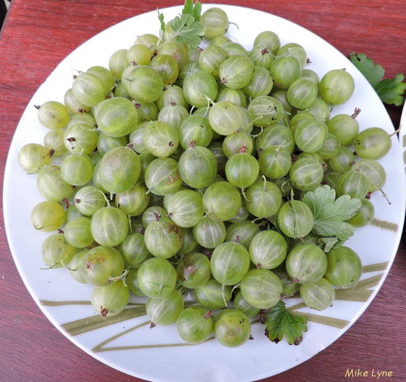 Groseilles a maquereaux_Ribes uva-crispa_DSCN1031.jpg