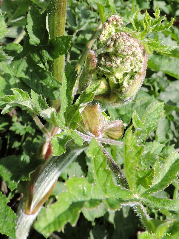 Berce Commune_Heracleum sphondylium_DSCN0994.jpg