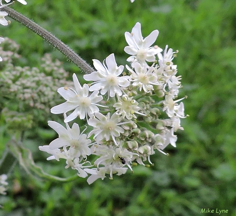 Berce Commune_Heracleum Sphondylium_DSCN1027.jpg