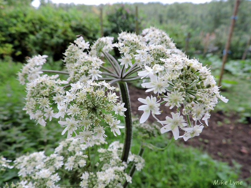 Berce Commune_Heracleum Sphondylium_DSCN1029.jpg