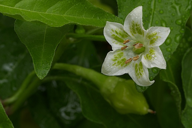 Aji Fantasy white (1).jpg