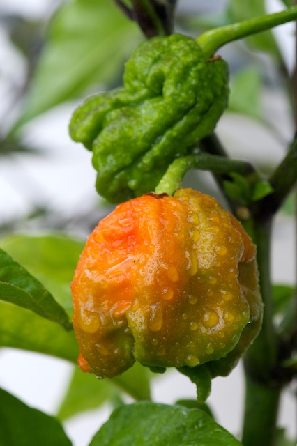 HP22B Carolina Reaper.jpg