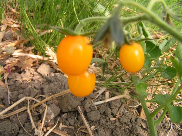 galapagos orange_3007_1.jpg