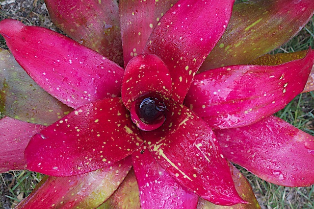 Neoregelia Monet.jpg