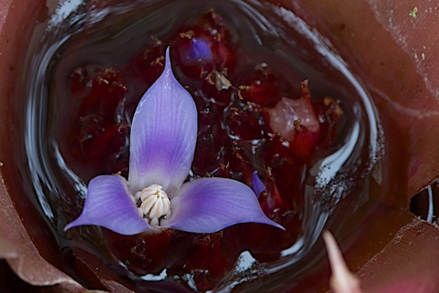 Neoregelia spectabilis.jpg