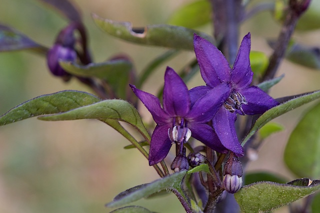 Oiseau violet (1).jpg