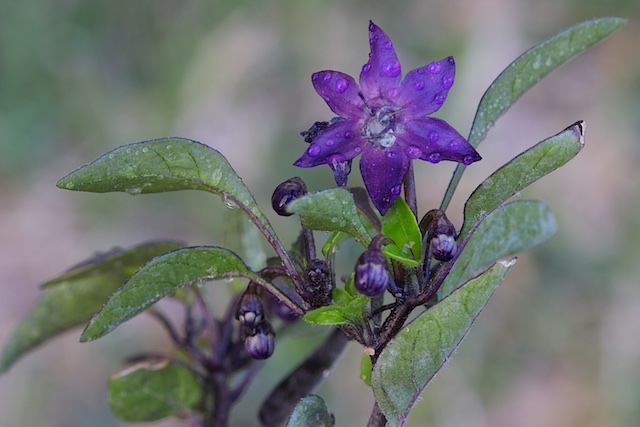 Oiseau violet.jpg