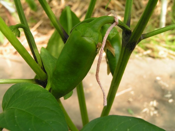 snack pepper_3007_1.jpg