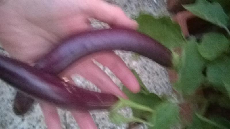 aubergine.jpg