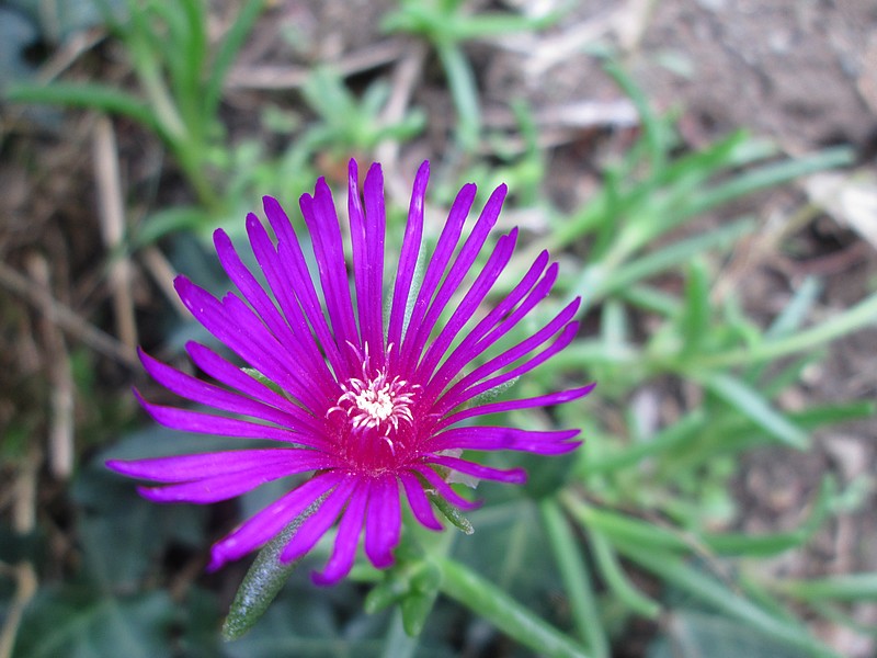 Delosperma cooperi 2.jpg