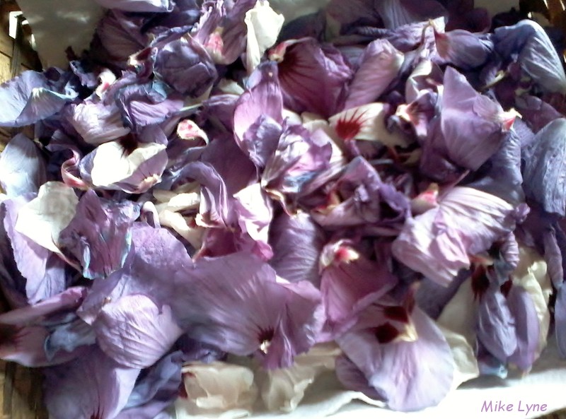 hibiscus syriacus sechage_2015-08-08 19.40.11.jpg