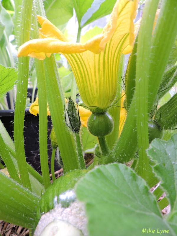 Courge Zapallito del Tronco_fleur femelle_DSCN1041.jpg