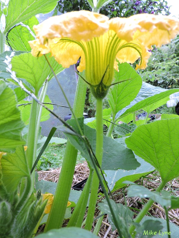 Courge Zapallito del Tronco_fleur male_DSCN1044.jpg