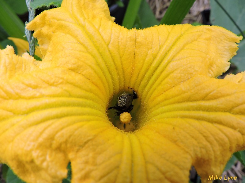 Courge Zapallito del Tronco_fleur male_bourdon_DSCN1046.jpg