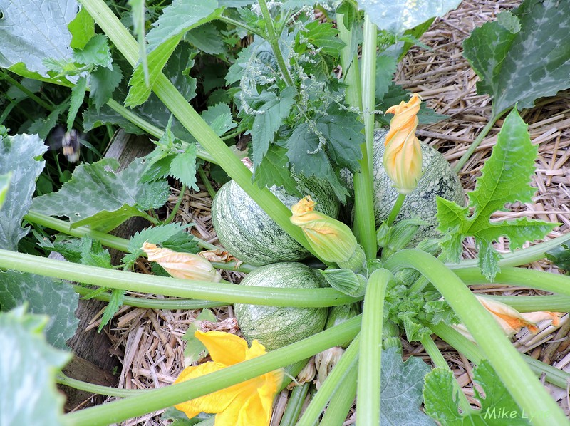 Courgette Ronde de Nice_DSCN1086.jpg