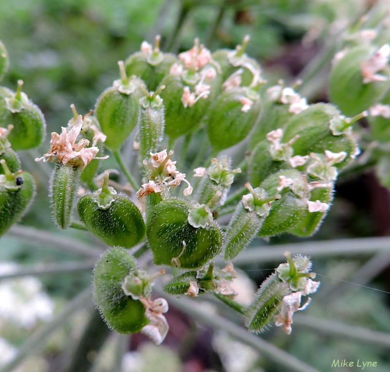 Fruits de Berce Commune-Heracleum Sphondylium_DSCN1074.jpg