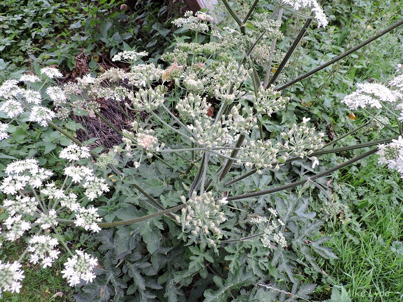 Inflorescences de Berce Commune-Heracleum Sphondylium_DSCN1071.jpg