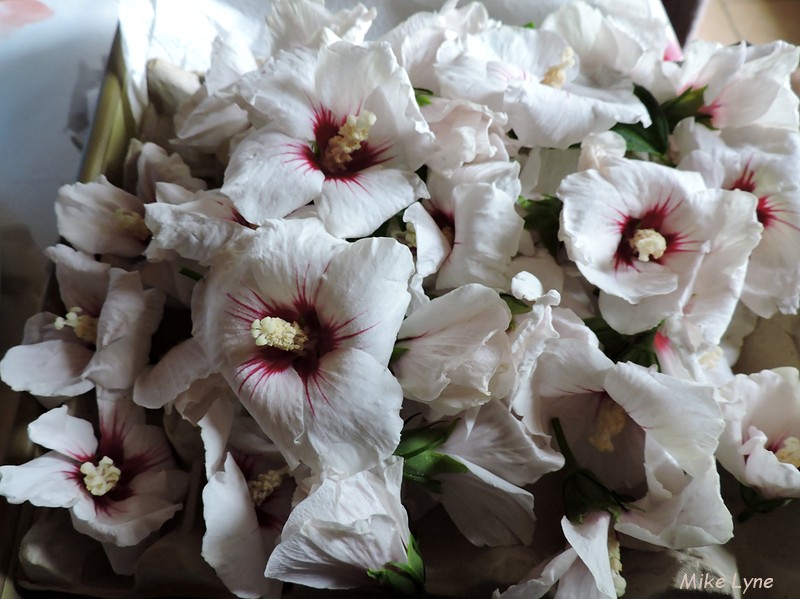 Fleurs Hibiscus Syriacus_DSCN1099.jpg