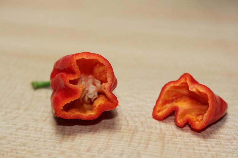 014b trinidad scorpion 11 08 15.JPG