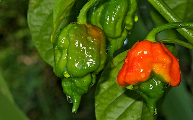 Trinidad scorpion BT.jpg