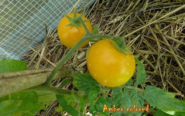 amber colored fruits.jpg