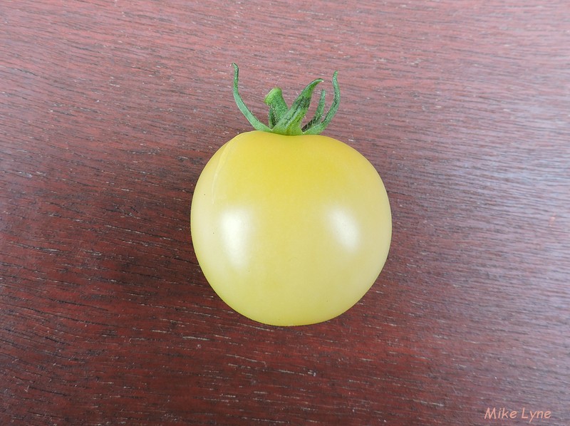 Snow White_tomate_DSCN1134.jpg