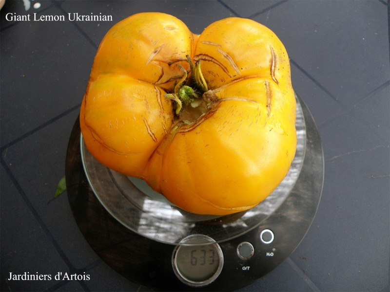 giant lemon ukrainian1.jpg