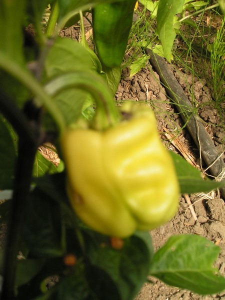 white cloud reimerseeds_2808_1.jpg