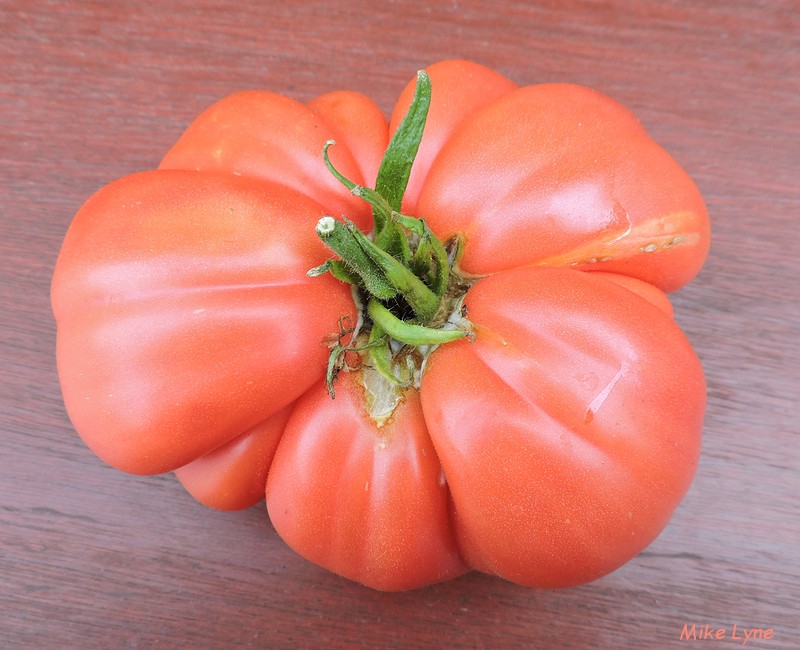 Big Rosy Underwood_tomate_DSCN1201.jpg