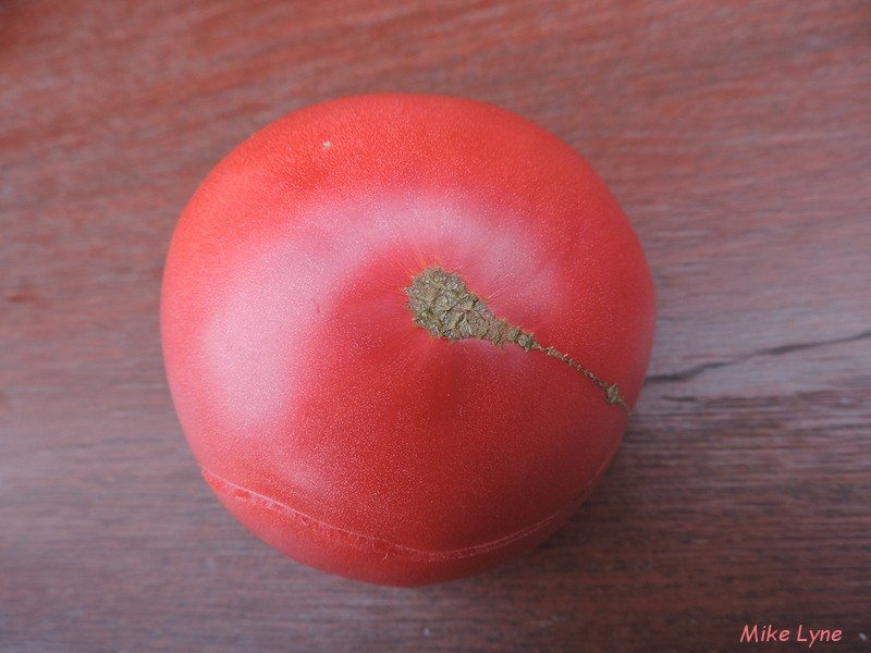 Chesapeake_tomate_DSCN1195.jpg