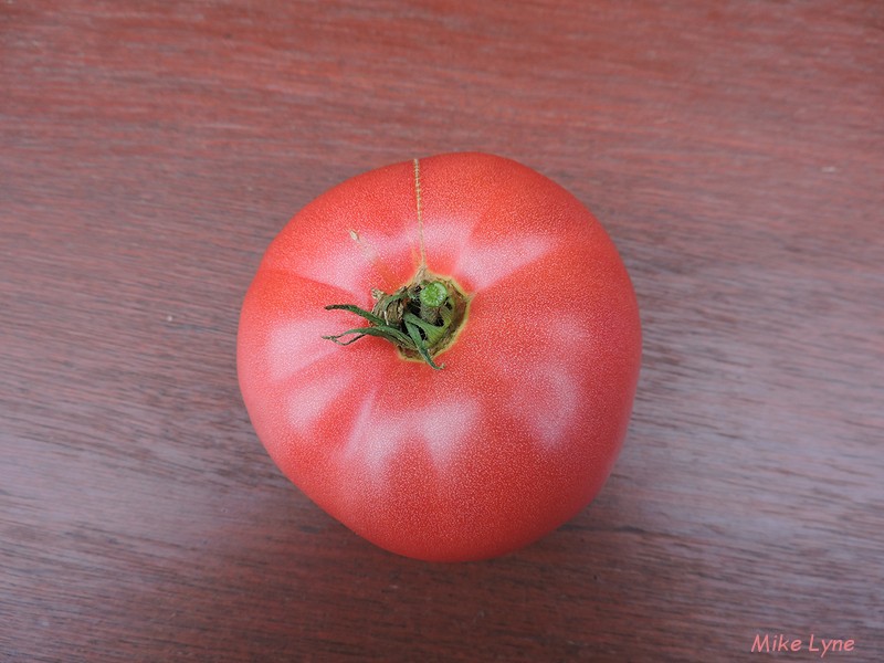 Chesapeake_tomate_DSCN1193.jpg