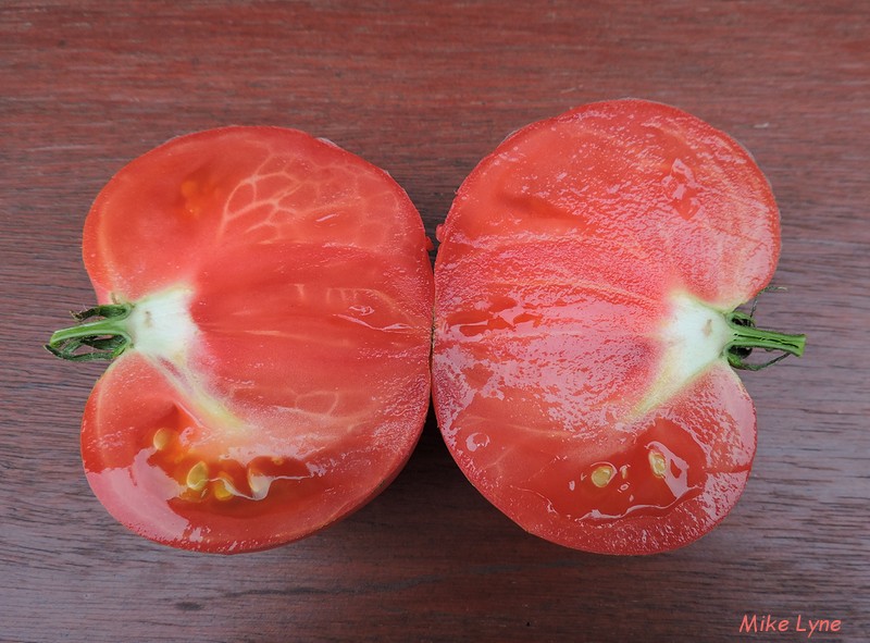 Chesapeake_tomate_DSCN1196.jpg