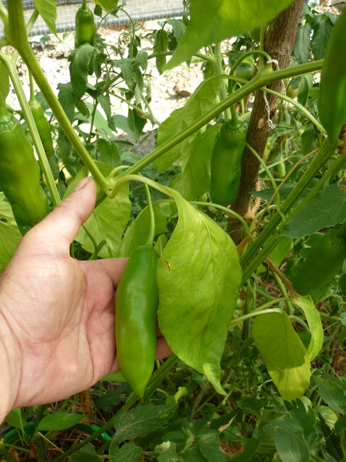 aji amarillo.JPG