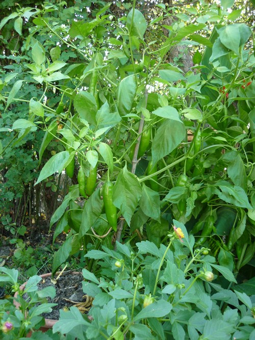 aji amarillo2.JPG