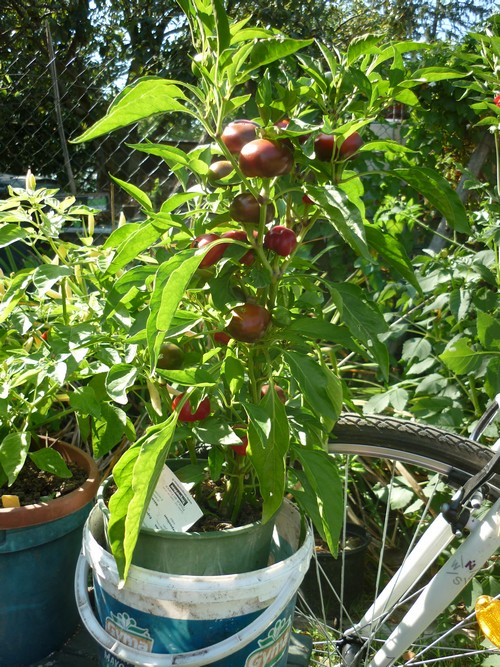 piment boule de turquie .JPG