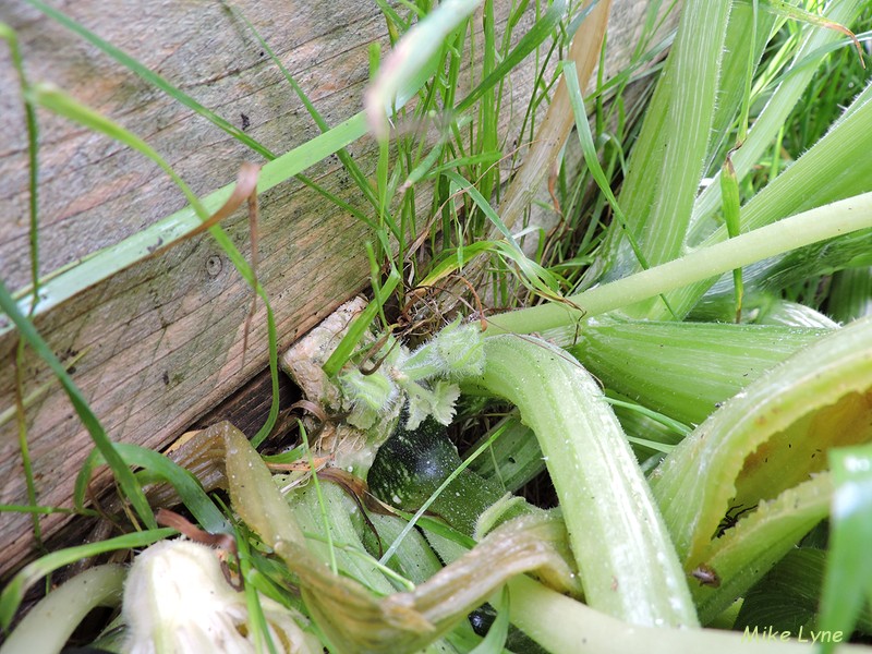 Courge_semis_spontane_lasagne__DSCN1245.jpg