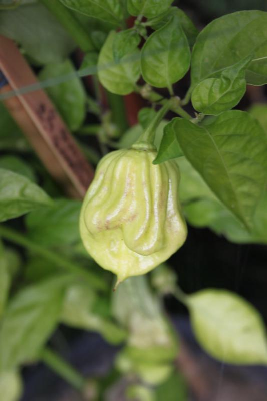 012b habanero 05 09 15.JPG