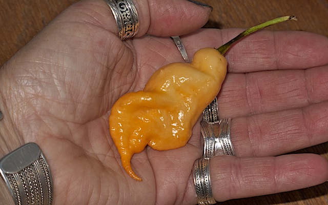 Jay's peach ghost scorpion (3).jpg